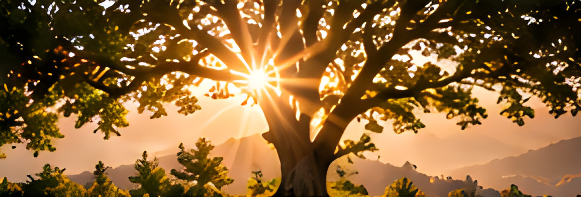Sunlight bursting through the branches of a large tree